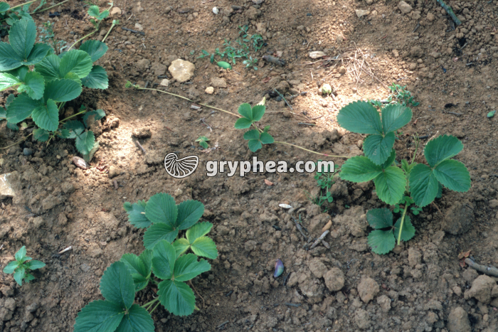 Fraisier (Fragaria vesca) - Stolon - gryphea.com